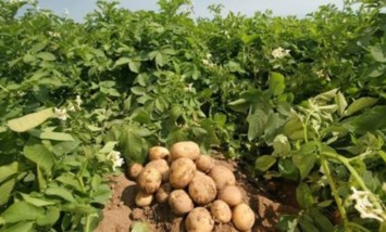 زراعة البطاطس