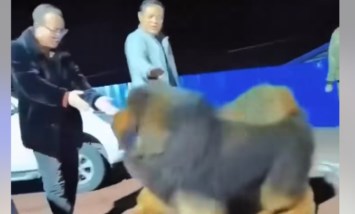 كلب أغلى من عربية.. راجل صيني يشتري "ماستيف تبتي" بمليون دولار