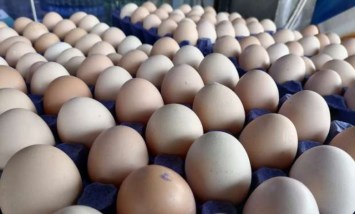 سعر كرتونة البيض