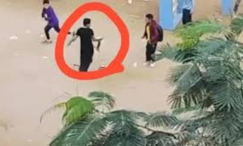 بعد واقعة تداول قطة نافقة.. "التعليم" تفصل 4 طلاب وتجازي مسؤولي مدرسة بالهرم