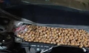  القوارض
