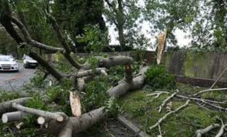 غرامة 17 ألف دولار بسبب شجرة.. حكم صارم يشعل الجدل في أستراليا