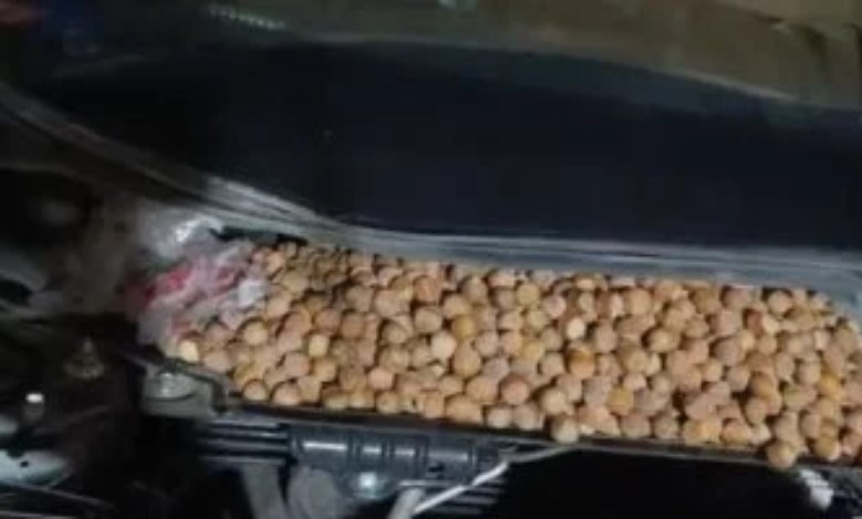  القوارض