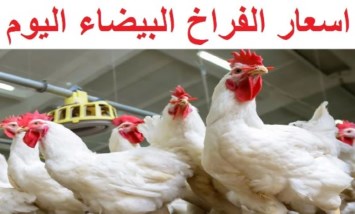  أسعار الدواجن اليوم 