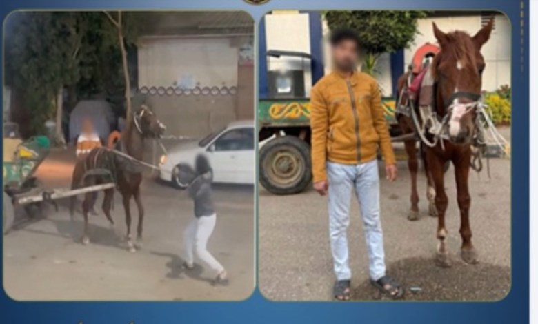  بعد تداول فيديو.. ضبط شخص ضرب حصانًا بـ"كرباج" بالقليوبية