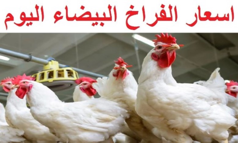  أسعار الدواجن اليوم 
