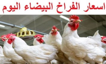 أسعار الفراخ البيضاء 
