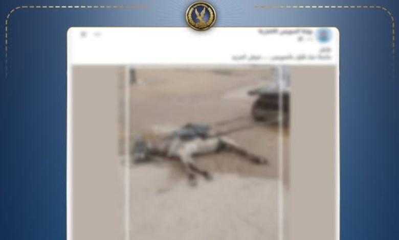 ماس كهربائي وراء الحادث.. الداخلية تكشف ملابسات نفوق دابة بالسويس