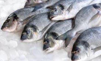 أسعار الأسماك