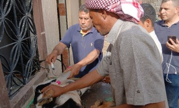 الكشف بالسونار على الأضاحي