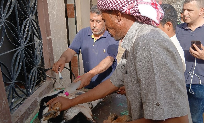 الكشف بالسونار على الأضاحي