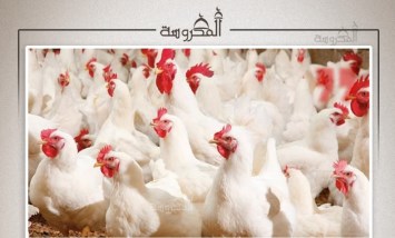 صدمة في سوق البيض.. المنتجون يطلقون نداء استغاثة بعد تراجع الأسعار
