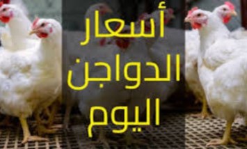 أسعار الفراخ 