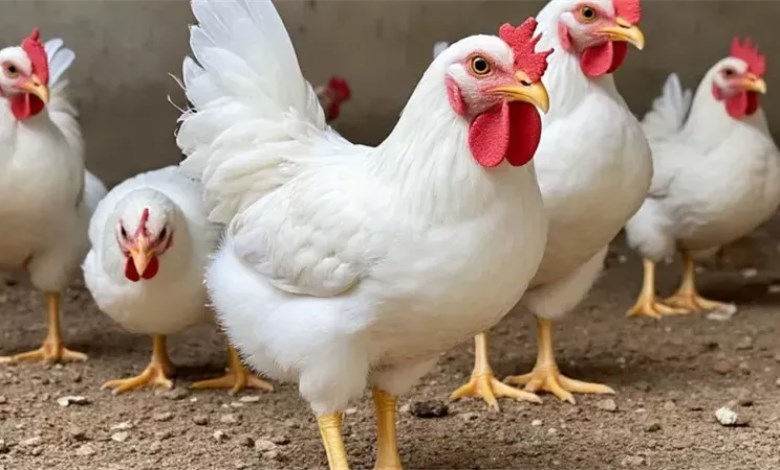 أسعار الفراخ اليوم