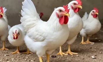 أسعار الفراخ اليوم 